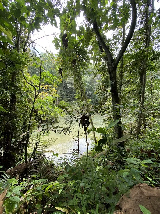 Bukit Kiara Trail - Sri Hartamas Picture 6