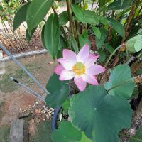 Botanic Garden Canal ico