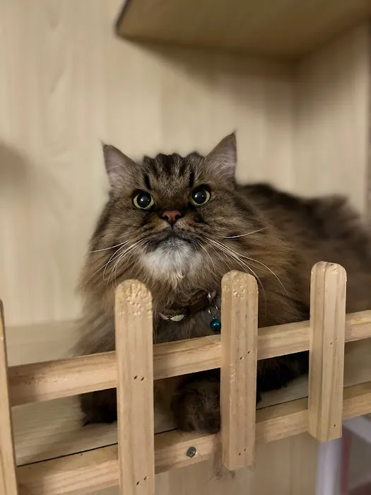 Meow My Cat- Hotel & Grooming Spa, Pet Taxi Picture 2