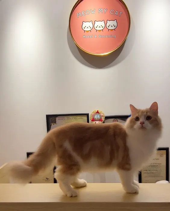 Meow My Cat- Hotel & Grooming Spa, Pet Taxi Picture 3