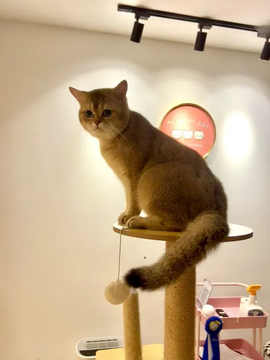 Meow My Cat- Hotel & Grooming Spa, Pet Taxi Picture 1