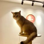 Meow My Cat- Hotel & Grooming Spa, Pet Taxi