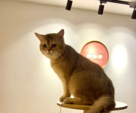 Meow My Cat- Hotel & Grooming Spa, Pet Taxi
