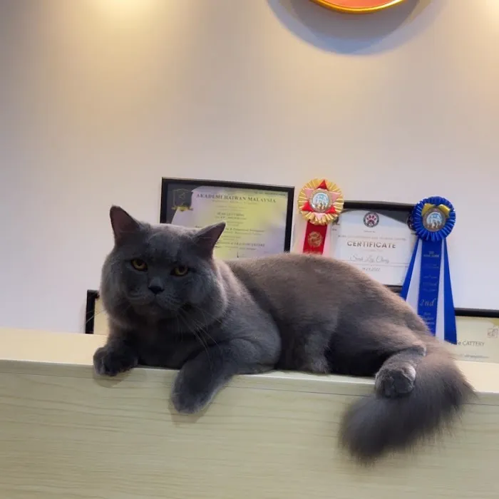 Meow My Cat- Hotel & Grooming Spa, Pet Taxi Picture 6