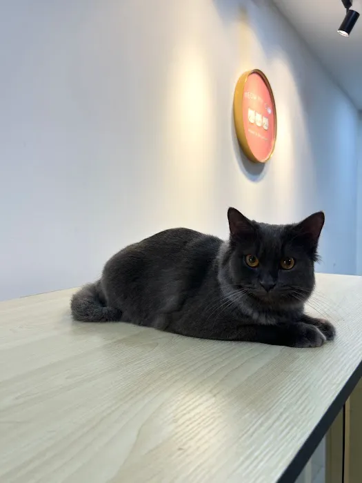Meow My Cat- Hotel & Grooming Spa, Pet Taxi Picture 8
