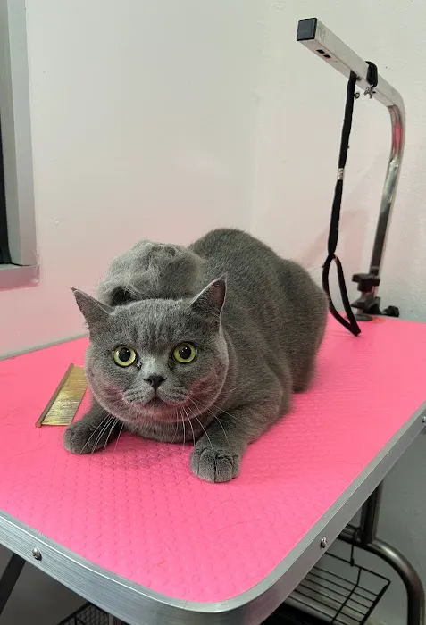 Meow My Cat- Hotel & Grooming Spa, Pet Taxi Picture 7