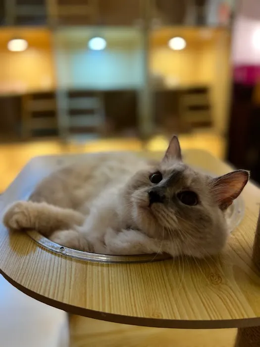 Meow My Cat- Hotel & Grooming Spa, Pet Taxi Picture 4