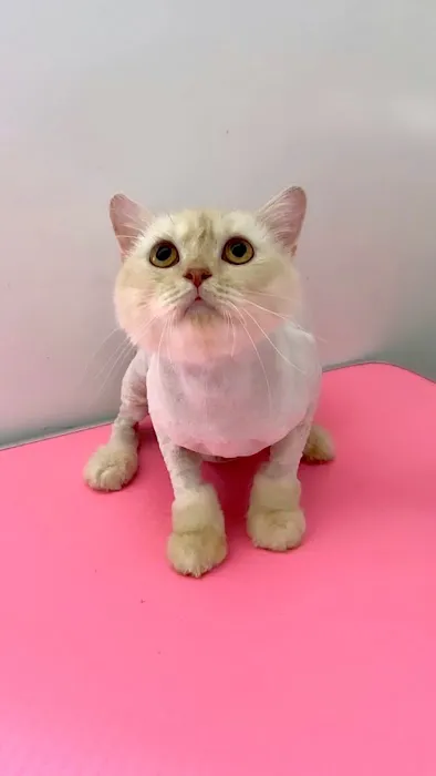 Meow My Cat- Hotel & Grooming Spa, Pet Taxi Picture 10