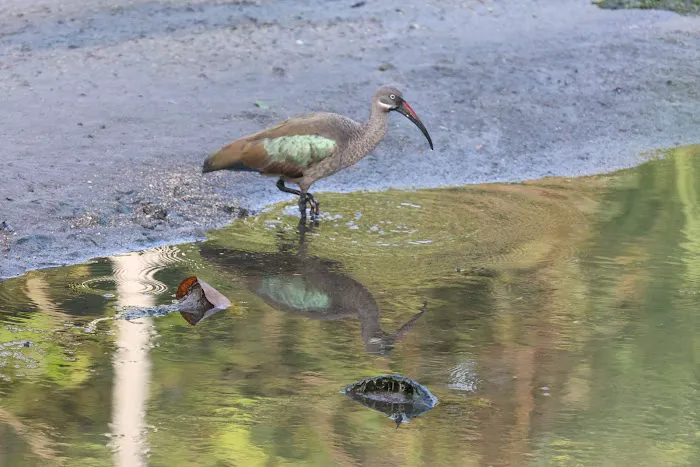 Sungai Bunus Retention Pond Picture 1