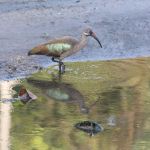 Sungai Bunus Retention Pond