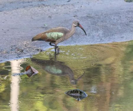 Sungai Bunus Retention Pond