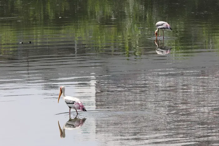Sungai Bunus Retention Pond Picture 2