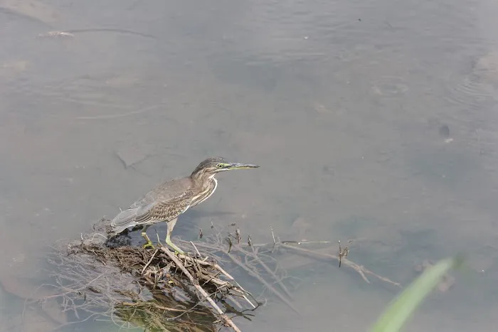 Sungai Bunus Retention Pond Picture 4