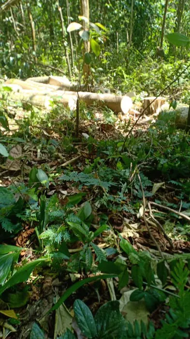 Sungai kapeh Picture 4