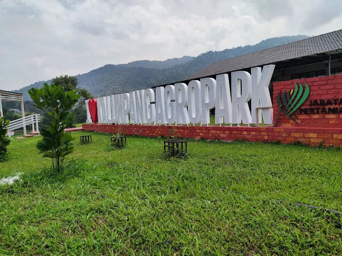 Bukit Kopi Kalumpang Picture 6