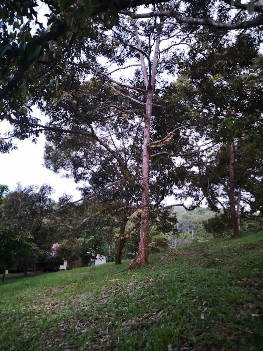 Puruh top point Picture 4