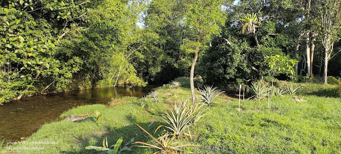 Kebun Lembah Inki Picture 4