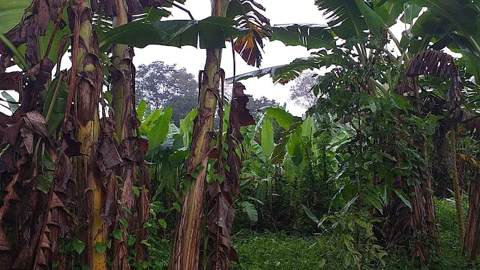 Kebun Fishah Jep Picture 4