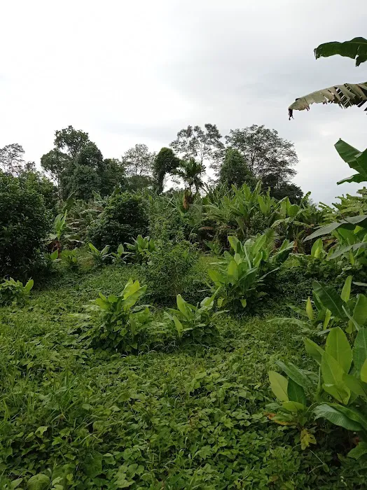 Kebun Fishah Jep Picture 1