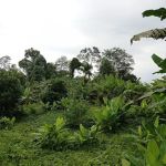 Kebun Fishah Jep