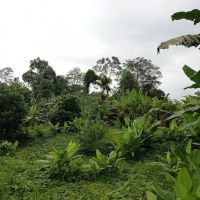 Kebun Fishah Jep ico