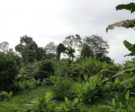 Kebun Fishah Jep