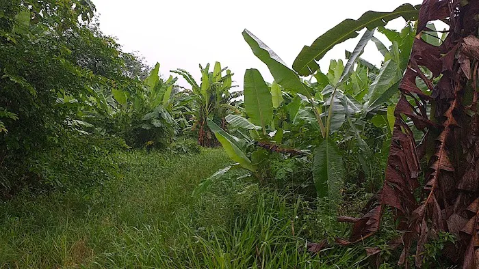 Kebun Fishah Jep Picture 2