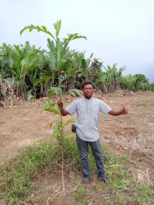 Kebun Fishah Jep Picture 9