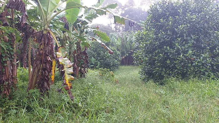 Kebun Fishah Jep Picture 3