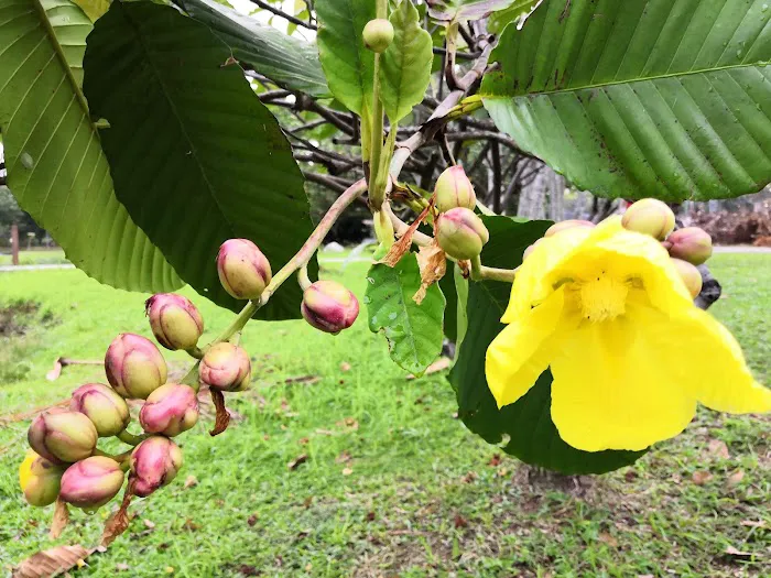 Bandar Botanic Garden Picture 10