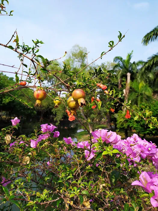 Bandar Botanic Garden Picture 7