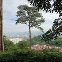 Ketumbar Hill ico
