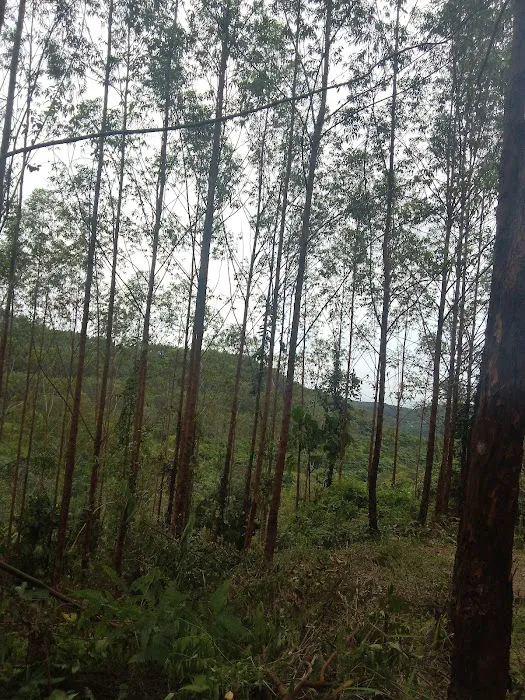 Puncak Bukit Belacan Besout Picture 9