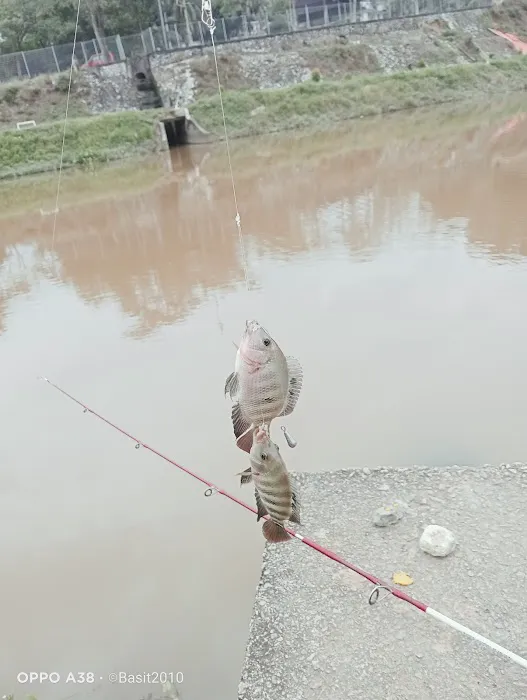 Port talapia Picture 1