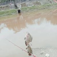 Port talapia ico