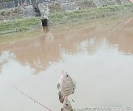 Port talapia