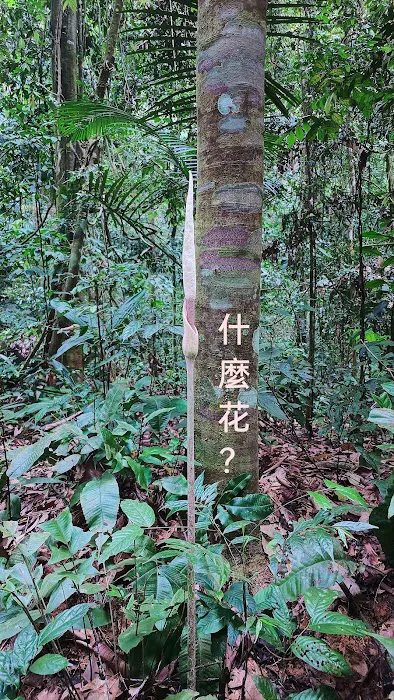Bukit Ulu Temoh Picture 5