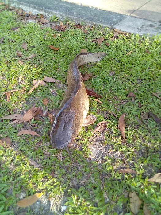 Kelana Lake Picture 10