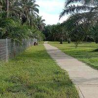 Taman Awam Bera (Bera Public Park) ico
