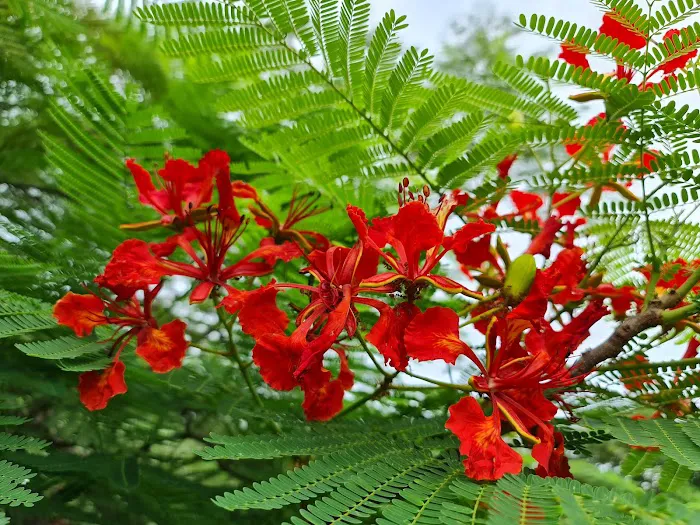 Ambang Botanik Lake Garden Picture 7