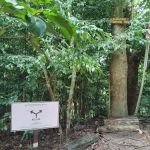 Kiara.Simpang Tiga