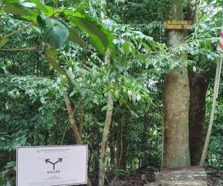 Kiara.Simpang Tiga