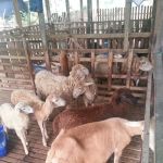 Aido Agro Park