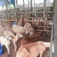 Aido Agro Park ico