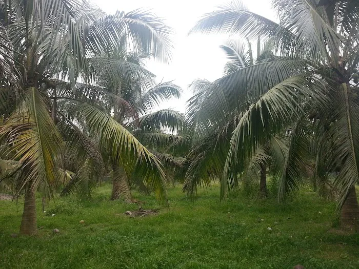 Aido Agro Park Picture 2