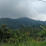 Jeram Belau