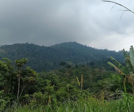 Jeram Belau