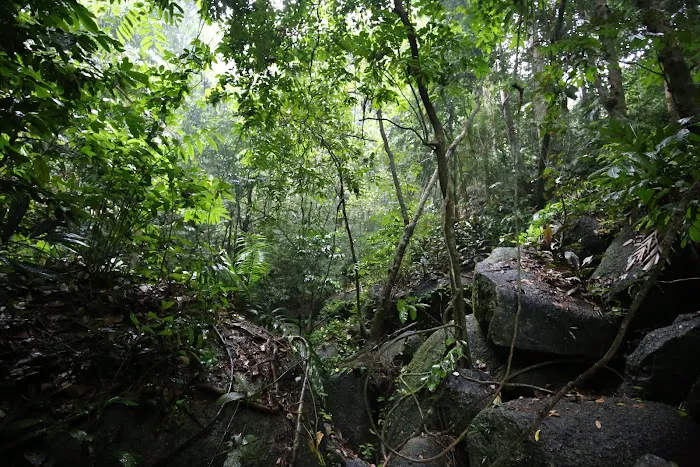 Gunung Tok Wan Peak Picture 2