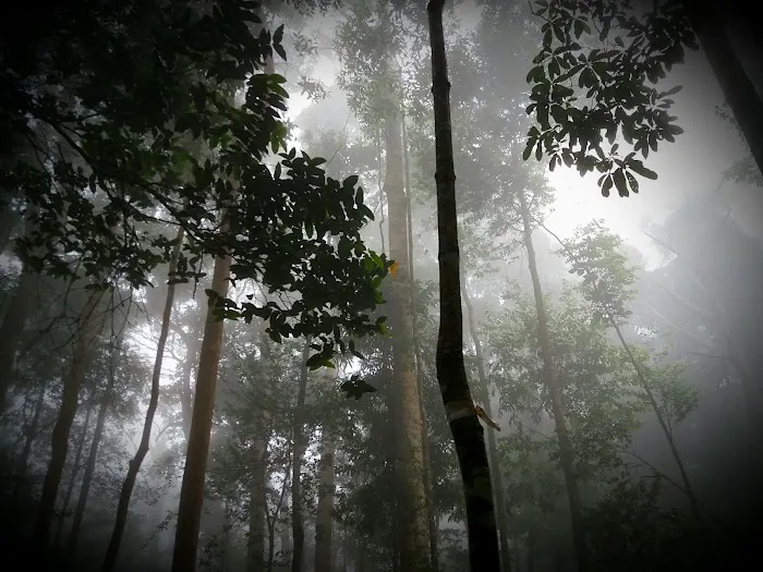 Gunung Tok Wan Peak Picture 8