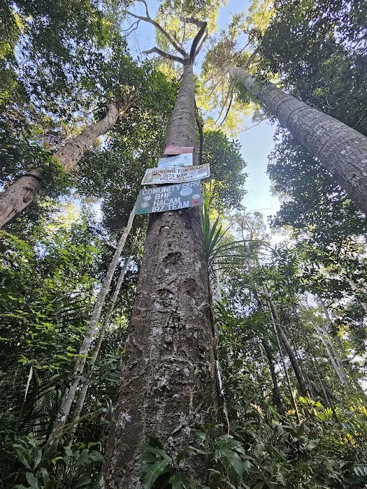 Gunung Tok Wan Peak Picture 7